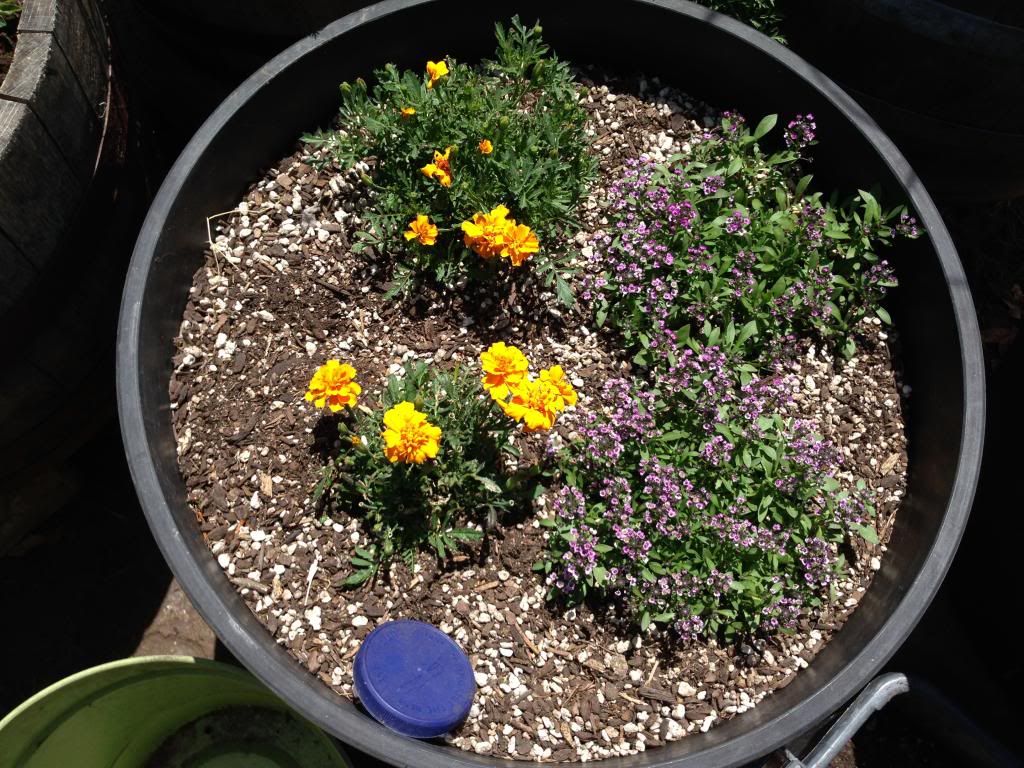  photo Picture009_zps2d8799d3.jpg